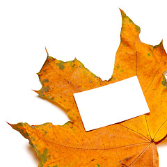 Image showing Autumn dried maple-leaf with white empty card
