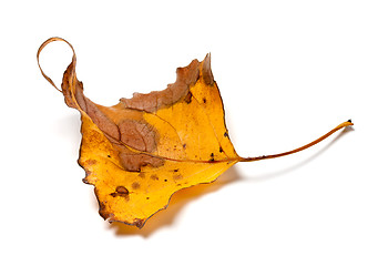 Image showing Autumn yellow dry leaf of poplar