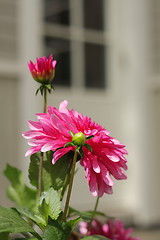 Image showing Dahlia