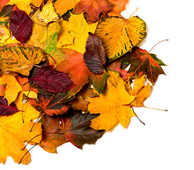 Image showing Pile of autumn multi color leaves