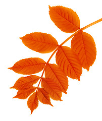 Image showing Autumn rowan leaf isolated on white 