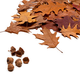 Image showing Autumnal brown dry oak leaves and acorns