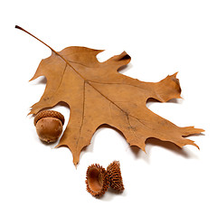 Image showing Autumn acorns and dried oak leaf