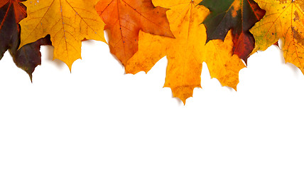 Image showing Autumnal multi colored maple-leafs upside down