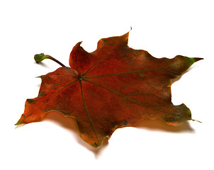 Image showing Brown dry autumn maple leaf on white