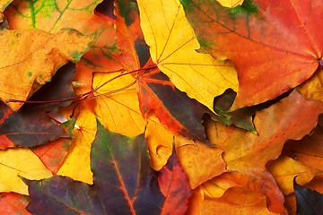 Image showing Autumn multi colored maple leafs