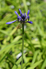 Image showing African lily Northern Star