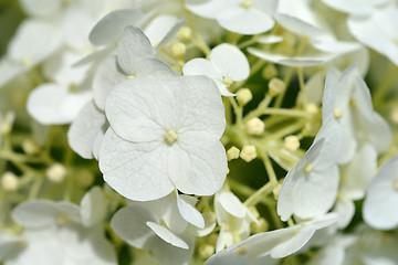 Image showing Smooth hydrangea