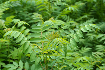 Image showing Tree of heaven