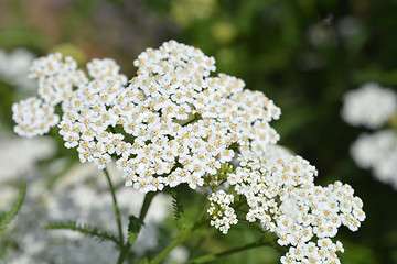 Image showing Mountain yarrow