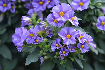 Image showing Blue potato bush