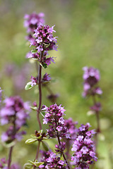 Image showing Lemon thyme