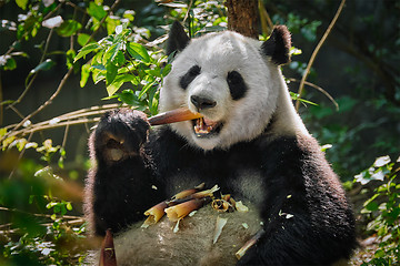 Image showing Giant panda bear in China