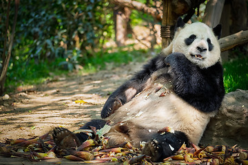 Image showing Giant panda bear in China