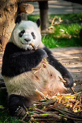 Image showing Giant panda bear in China