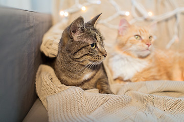 Image showing two cats lying on sofa at home