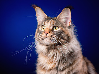 Image showing Portrait of Maine Coon cat