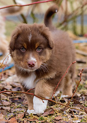 Image showing Australian shepherd puppy