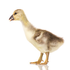 Image showing Cute newborn gosling