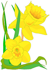 Image showing Daffodils