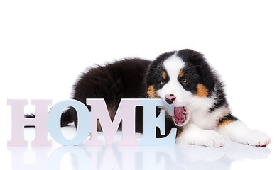 Image showing Australian shepherd puppy