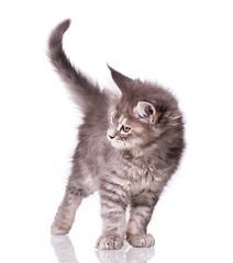 Image showing Maine Coon kitten on white