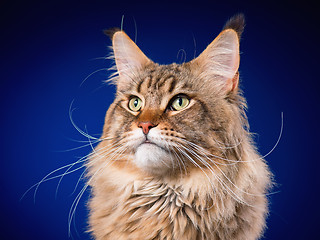 Image showing Portrait of Maine Coon cat