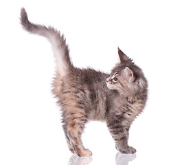 Image showing Maine Coon kitten on white