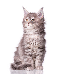 Image showing Maine Coon kitten on white