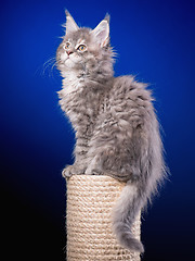 Image showing Maine Coon kitten on blue