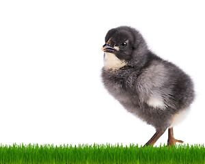 Image showing Newborn chicken on white