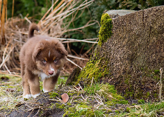 Image showing Australian shepherd puppy