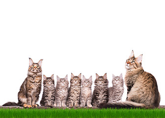 Image showing Maine Coon kitten in grass