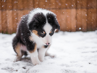 Image showing Australian shepherd puppy