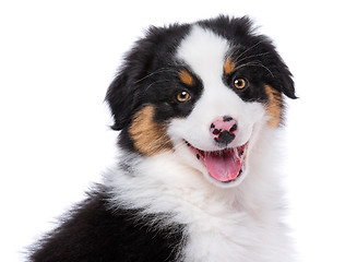 Image showing Australian shepherd puppy