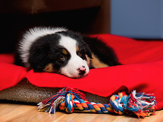 Image showing Australian shepherd puppy