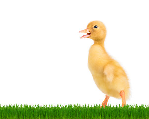 Image showing Cute newborn duckling