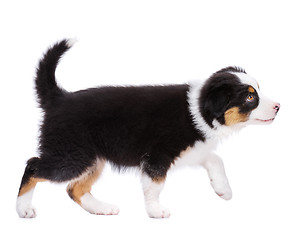 Image showing Australian shepherd puppy