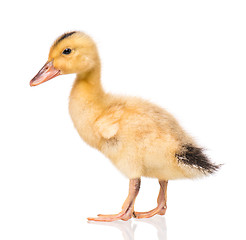 Image showing Newborn duckling on white background