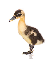 Image showing Newborn duckling on white background