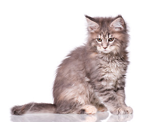 Image showing Maine Coon kitten on white