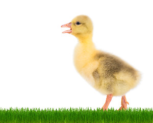 Image showing Cute newborn gosling