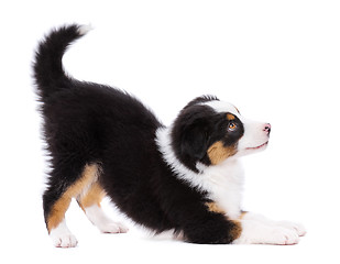 Image showing Australian shepherd puppy