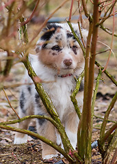 Image showing Australian shepherd puppy