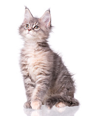 Image showing Maine Coon kitten on white