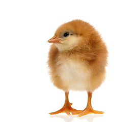 Image showing Cute little newborn chicken