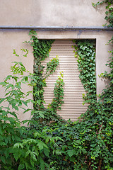 Image showing Green creeper plant covering cracked stucco wall.