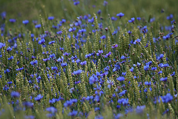 Image showing Cornflowers on cereal field as background.