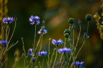 Image showing Cornflowers and poppies on field.