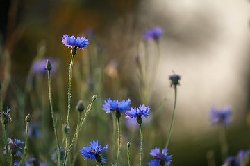 Image showing Cornflowers and poppies on field.